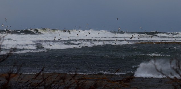 Smörgåsbord för fiskmåsar