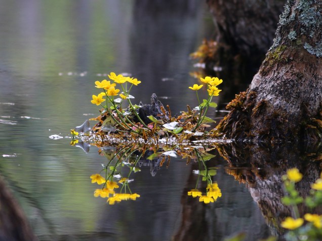 05_Maj_Vatten
