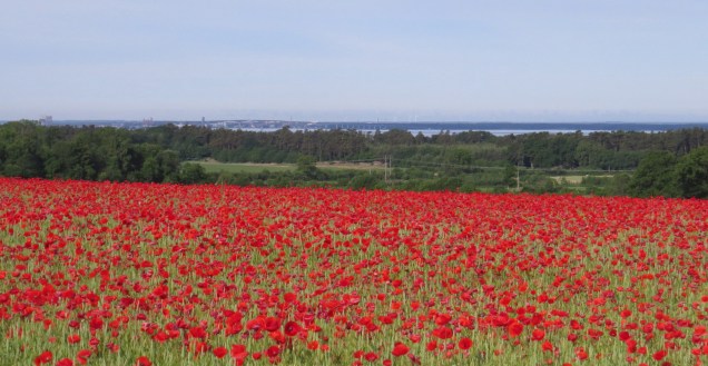 ÖlandVallmo